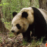 熊猫、羚牛、锦鸡、黑熊...留坝红外相机镜头下的“全家福” - 西安网