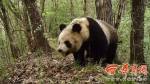 熊猫、羚牛、锦鸡、黑熊...留坝红外相机镜头下的“全家福” - 西安网