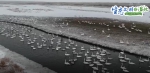 【生态文明@湿地】新疆湿地水系增加 迎来“稀客”灰鹤在此越冬 - 西安网