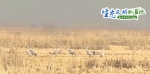 【生态文明@湿地】新疆湿地水系增加 迎来“稀客”灰鹤在此越冬 - 西安网