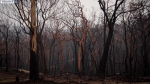 澳大利亚两大世界遗产区过半面积被烧毁 - 西安网
