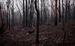 澳大利亚两大世界遗产区过半面积被烧毁 - 西安网