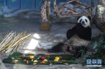 （社会）（1）海口：大熊猫吃“饺子”迎春节 - 西安网