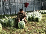 河南沈丘：火神山英雄“同款”蔬菜再送30吨 - 西安网