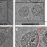 深圳科研团队首次描绘灭活新冠病毒的真实形貌（图） - 西安网