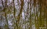 春江水暖西安浐灞湿地春天里的生灵(图) - 西安网