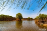 春江水暖西安浐灞湿地春天里的生灵(图) - 西安网