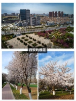 【抗疫日记】武汉的樱花很美，但更美的是白衣天使的笑容 - 西安网