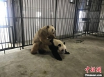 陕西两只雄性秦岭大熊猫均首次成功自然交配 - 陕西新闻