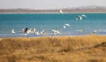 红碱淖湿地保护区迎来首批候鸟迁徙 - 陕西新闻