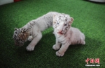 北京野生动物园：动物 “萌宝”亮相 - 西安网