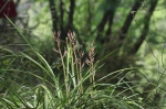 秦岭国家植物园发现中国最北端野生蕙兰种群 - 西安网
