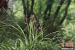 秦岭国家植物园发现中国最北端野生蕙兰种群 - 陕西新闻
