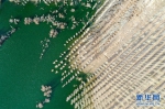 （环境）（1）新疆阿勒泰：戈壁滩上育树苗 中水回用助力绿化工程 - 西安网