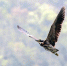 广东再次监测到“世界上最神秘的鸟”海南虎斑鳽 - 西安网