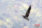 广东再次监测到“世界上最神秘的鸟”海南虎斑鳽 - 西安网