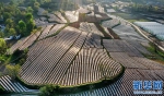 陕西洛南：地膜田园风光 - 西安网