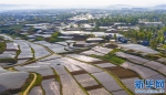 陕西洛南：地膜田园风光 - 西安网