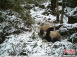 大熊猫国家公园：野生大熊猫母子嬉戏 发现其暂居所 - 陕西新闻