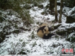 大熊猫国家公园：野生大熊猫母子嬉戏 发现其暂居所 - 陕西新闻