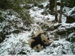 “天伦之乐”!陕西再次拍摄到秦岭大熊猫母子嬉戏影像 - 西安网