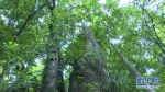 （图文互动）（1）云南高黎贡山发现珍稀濒危植物滇桐野生居群 - 西安网