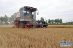 #（经济）（1）小麦开镰收割 - 西安网