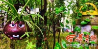 西安公厕管理员打造“花园公厕” 五年栽种上百盆绿植花卉 - 西安网