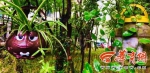 西安公厕管理员打造“花园公厕” 五年栽种上百盆绿植花卉 - 西安网