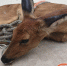 白鹿原上发现“小鹿”被抓 村民担心其受伤害花800元买下 - 西安网