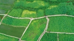 西安市长安区王莽生态农业观光园：绿满田间 - 西安网