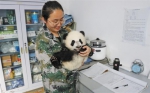 秦岭有生灵——一只秦岭大熊猫的自述 - 西安网