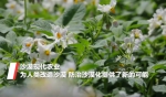 陕西：毛乌素沙地开出“致富花” - 西安网