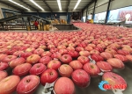烟台苹果逆市转型：“高 精 尖”领航苹果产业高质量发展 - 西安网