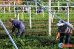 烟台茶缘何成茶界新秀？探访原生态小产区背后的秘密 - 西安网