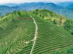 苏陕协作项目资金注入茶饮产业 - 西安网
