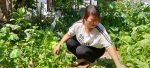 宁夏海原：破解土豆增收的生态“密码” - 西安网