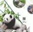 秦岭大熊猫“四世同堂”的故事 - 西安网