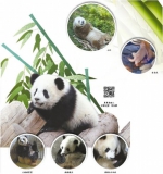 秦岭大熊猫“四世同堂”的故事 - 西安网