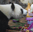 （环境）（1）海口：大熊猫“贡贡”和“舜舜”迎来7岁生日 - 西安网