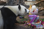 （环境）（1）海口：大熊猫“贡贡”和“舜舜”迎来7岁生日 - 西安网