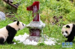 德国柏林动物园为大熊猫双胞胎庆生 - 西安网