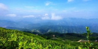 陕西勉县：万亩生态茶园美如画 - 西安网