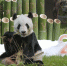 （国际）旅日大熊猫“永明”迎来28岁生日 - 西安网