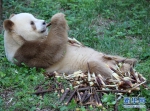 （环境）（1）棕色大熊猫“七仔”的幸福生活 - 西安网