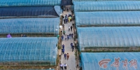【中国梦·黄河情】宜川王湾村的脱贫蝶变：“产业扶贫+”让乡亲们富起来 - 西安网