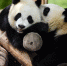 秦岭大熊猫惬意的午后时光 - 西安网