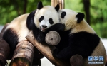 秦岭大熊猫惬意的午后时光 - 西安网