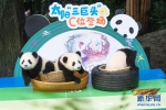 （新华视界）（4）2020年成都新生大熊猫幼仔国庆前亮相 - 西安网