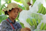 中国市场为柬埔寨香蕉园带来“春天” - 西安网
